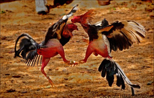Rooster Cock Fighting 16